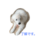 English Golden Retriever さくら（個別スタンプ：4）