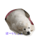 English Golden Retriever さくら（個別スタンプ：5）