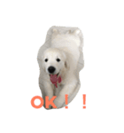 English Golden Retriever さくら（個別スタンプ：6）
