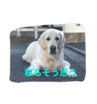 English Golden Retriever さくら（個別スタンプ：7）