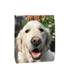 English Golden Retriever さくら（個別スタンプ：8）