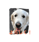 English Golden Retriever さくら（個別スタンプ：9）