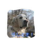 English Golden Retriever さくら（個別スタンプ：10）