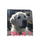 English Golden Retriever さくら（個別スタンプ：11）