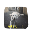English Golden Retriever さくら（個別スタンプ：12）