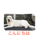 English Golden Retriever さくら（個別スタンプ：13）