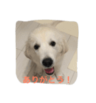English Golden Retriever さくら（個別スタンプ：14）