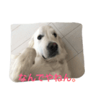 English Golden Retriever さくら（個別スタンプ：15）