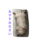 English Golden Retriever さくら（個別スタンプ：16）