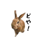 うさぎのオレン[日常]（個別スタンプ：5）