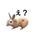 うさぎのオレン[日常]（個別スタンプ：7）