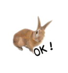 うさぎのオレン[日常]（個別スタンプ：9）