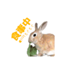 うさぎのオレン[日常]（個別スタンプ：11）