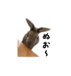 うさぎのオレン[日常]（個別スタンプ：12）