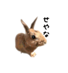 うさぎのオレン[日常]（個別スタンプ：13）