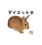 うさぎのオレン[日常]（個別スタンプ：17）