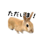 うさぎのオレン[日常]（個別スタンプ：21）