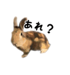 うさぎのオレン[日常]（個別スタンプ：28）