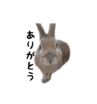 うさぎのオレン[日常]（個別スタンプ：29）