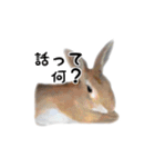 うさぎのオレン[日常]（個別スタンプ：31）