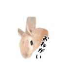 うさぎのオレン[日常]（個別スタンプ：32）