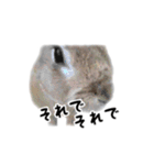 うさぎのオレン[日常]（個別スタンプ：33）