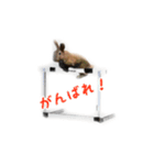 うさぎのオレン[日常]（個別スタンプ：35）