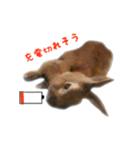 うさぎのオレン[日常]（個別スタンプ：37）
