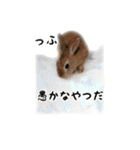 うさぎのオレン[日常]（個別スタンプ：38）