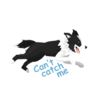 Polly the Border Collie（個別スタンプ：3）