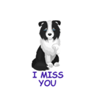 Polly the Border Collie（個別スタンプ：4）