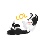 Polly the Border Collie（個別スタンプ：5）
