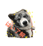 秋田さんの日々（個別スタンプ：1）