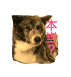 秋田さんの日々（個別スタンプ：2）