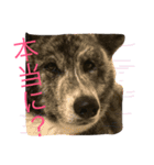 秋田さんの日々（個別スタンプ：3）