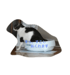 たまこ（個別スタンプ：1）
