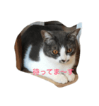 たまこ（個別スタンプ：2）