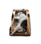 たまこ（個別スタンプ：4）