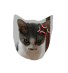 たまこ（個別スタンプ：6）