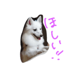 愛犬ピース（個別スタンプ：1）