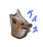 愛犬ピース（個別スタンプ：2）