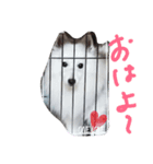 愛犬ピース（個別スタンプ：3）