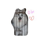 愛犬ピース（個別スタンプ：4）