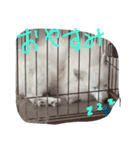 愛犬ピース（個別スタンプ：6）