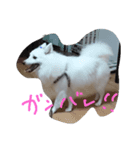 愛犬ピース（個別スタンプ：7）