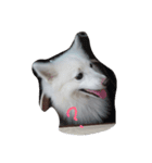 愛犬ピース（個別スタンプ：8）