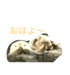 ラッコ スタンプ（個別スタンプ：1）