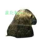 ラッコ スタンプ（個別スタンプ：2）