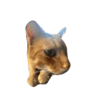 たくさんのねこ（個別スタンプ：1）