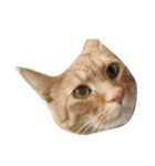 たくさんのねこ（個別スタンプ：2）